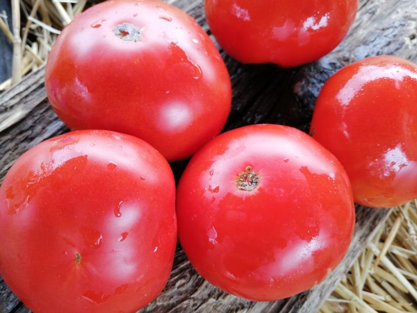  - SEMINTE ROSII - T 1020 PLANO DE ERADIO Ion