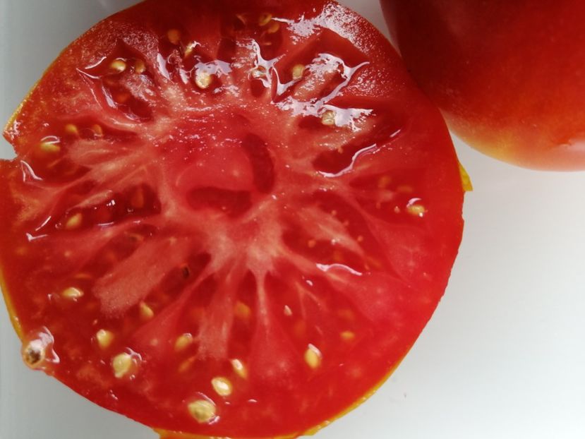  - SEMINTE ROSII - T 1020 PLANO DE ERADIO Ion