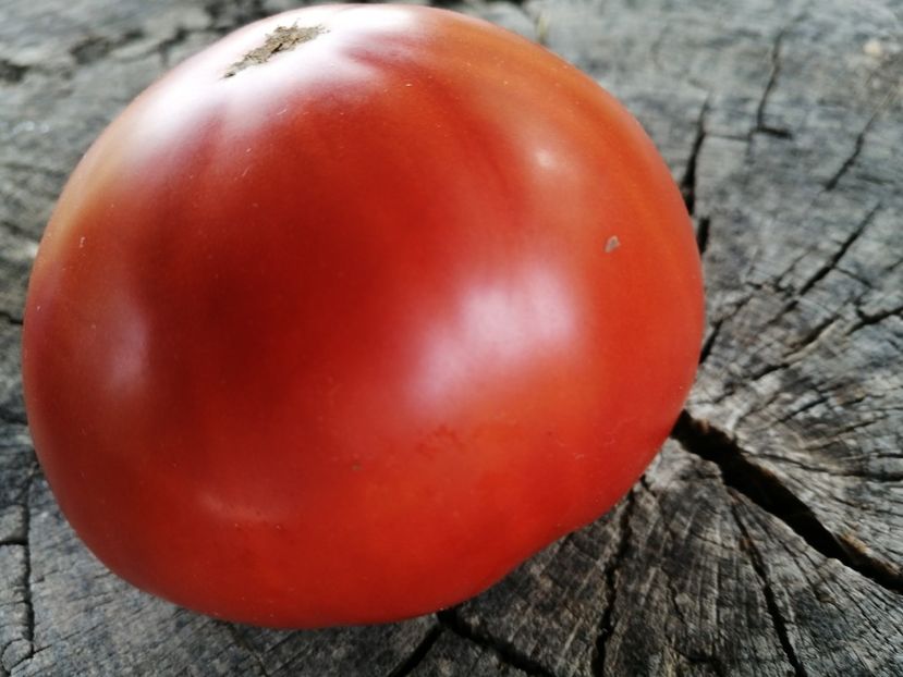  - SEMINTE ROSII - T 854 CREATA GIGANT