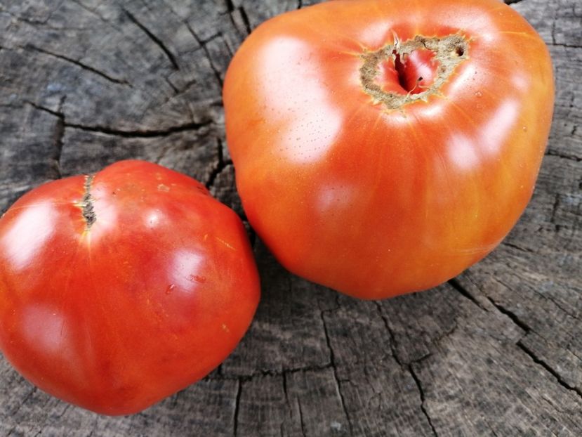  - SEMINTE ROSII - T 635 BUCALATA ROMANEASCA