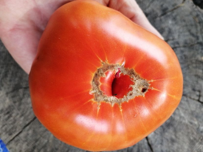  - SEMINTE ROSII - T 635 BUCALATA ROMANEASCA