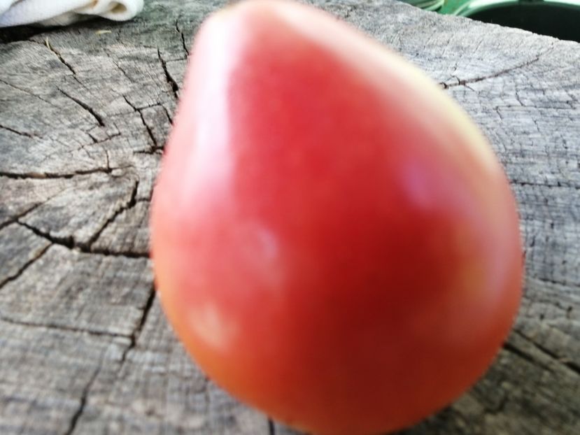  - SEMINTE ROSII - T 1016 PIKOLUZE Ion