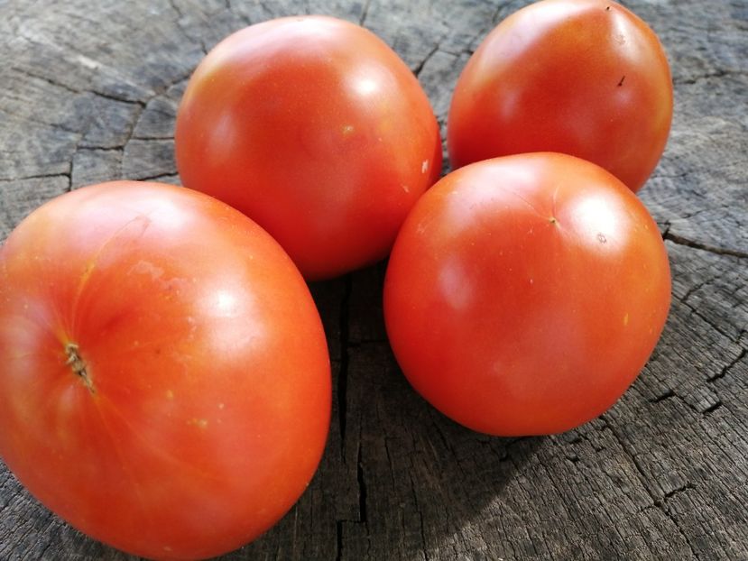  - SEMINTE ROSII - T 1017 IGELDO Ion