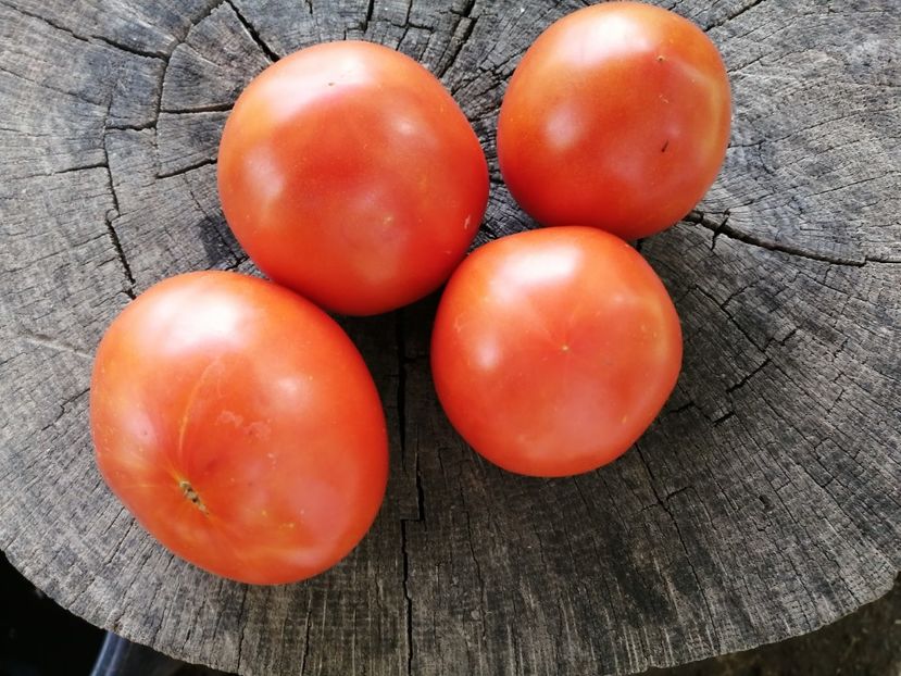  - SEMINTE ROSII - T 1017 IGELDO Ion