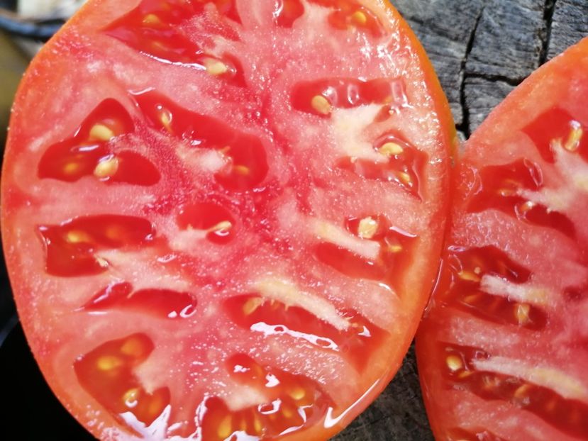  - SEMINTE ROSII - T 1017 IGELDO Ion