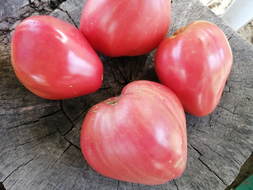  - SEMINTE ROSII - T 703 BISON HEART