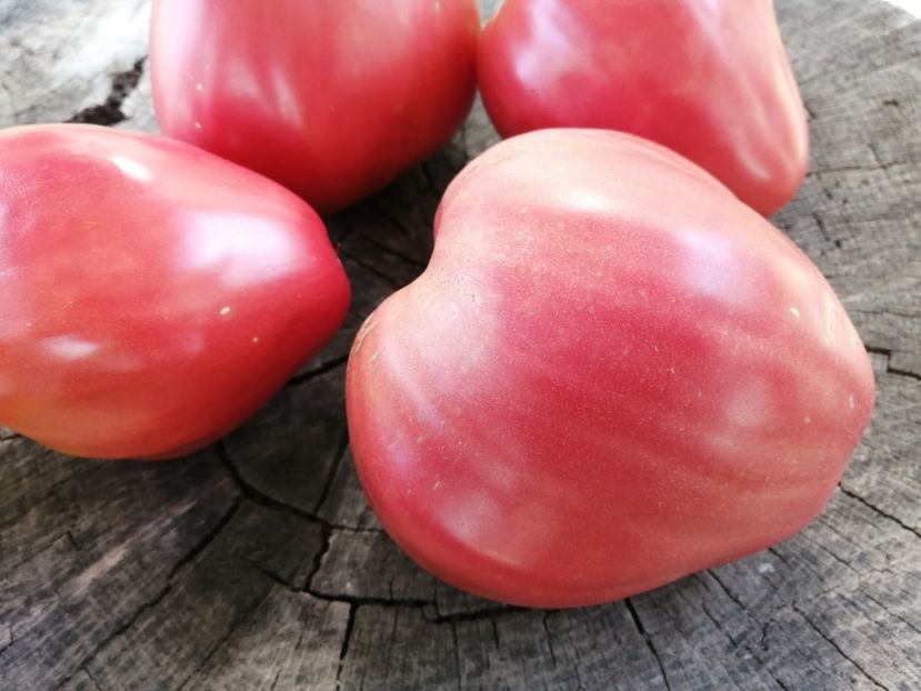  - SEMINTE ROSII - T 703 BISON HEART