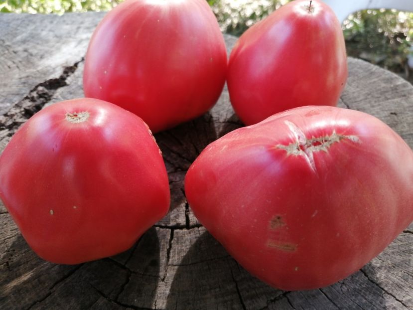  - SEMINTE ROSII - T 703 BISON HEART