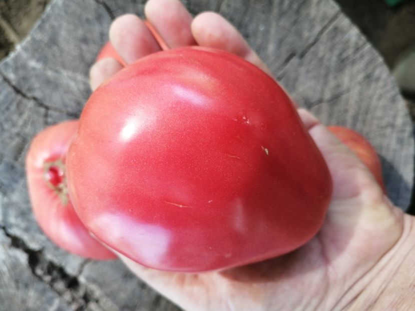  - SEMINTE ROSII - T 703 BISON HEART