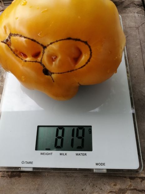  - SEMINTE ROSII - T 371 GRANDMA VINEY S YELLOW