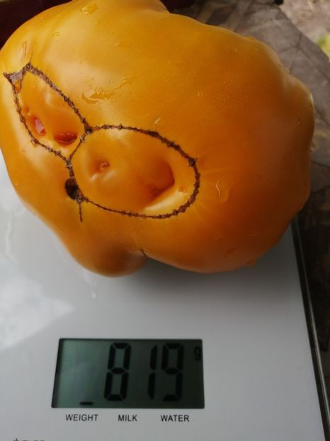  - SEMINTE ROSII - T 371 GRANDMA VINEY S YELLOW