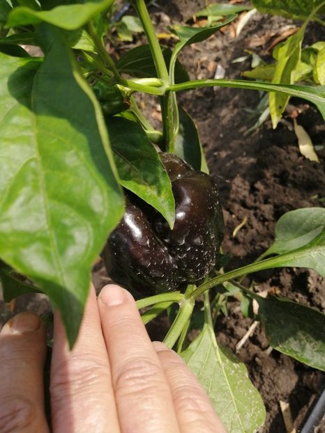  - SEMINTE ARDEI - A 82 BLACK BEAUTY