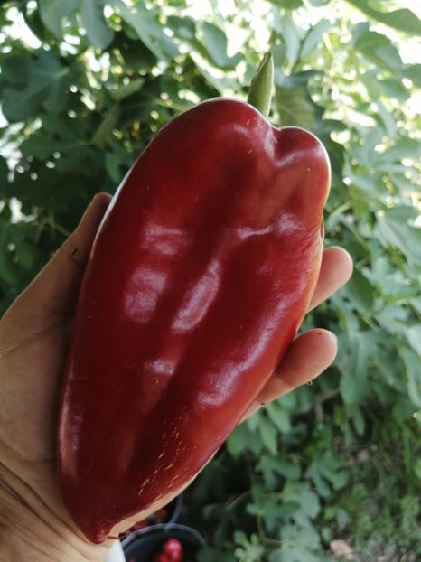  - SEMINTE ARDEI - A 49 - ARDEI CAPIA DE HISAR