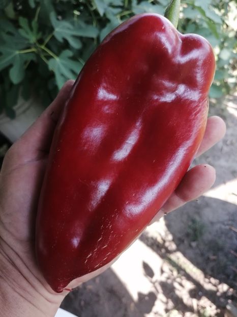  - SEMINTE ARDEI - A 49 - ARDEI CAPIA DE HISAR