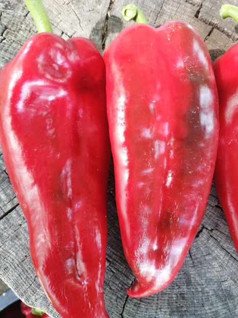  - SEMINTE ARDEI - A 51 - ARDEI CAPIA DUMBO