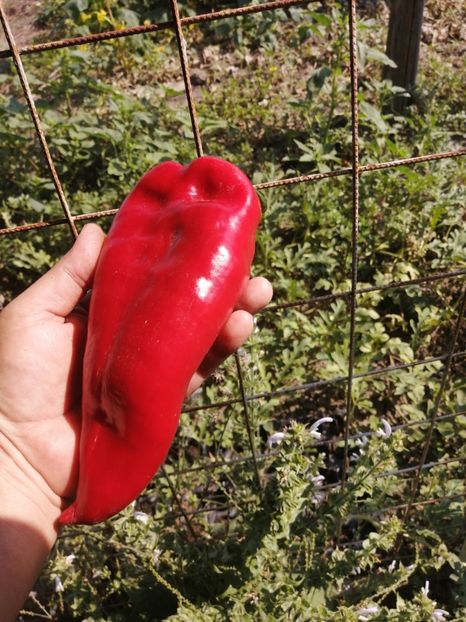  - SEMINTE ARDEI - A 51 - ARDEI CAPIA DUMBO