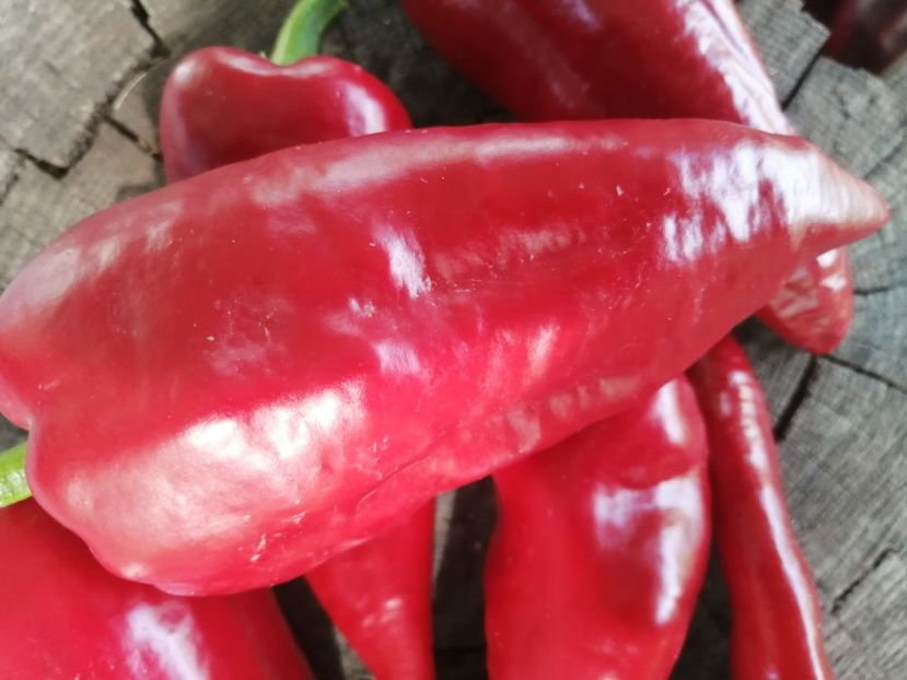  - SEMINTE ARDEI - A 50 - TARANESC PENTRU USCAT