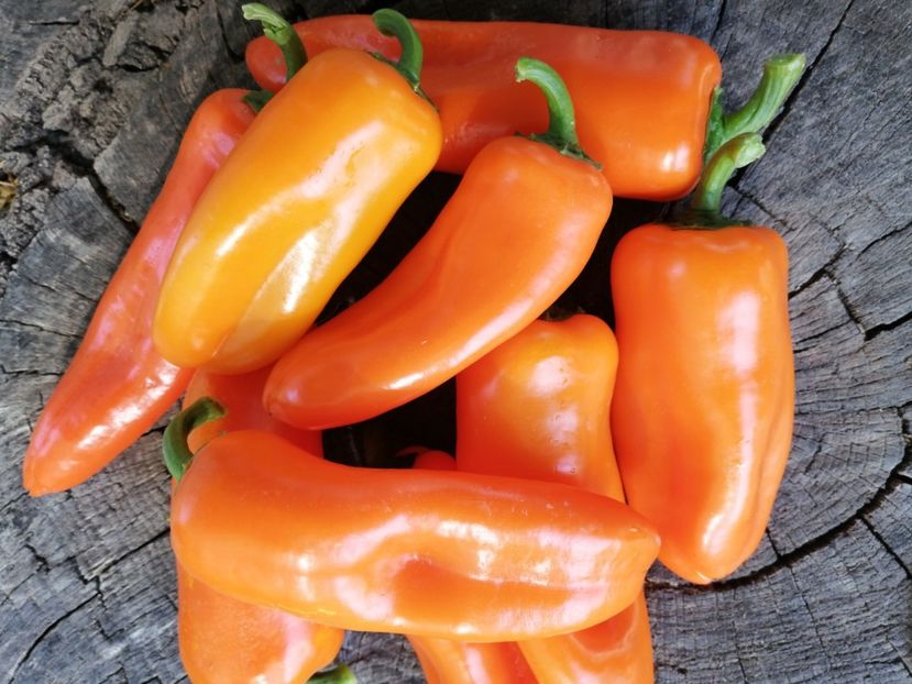  - SEMINTE ARDEI - A 61 - SNACK ADELIN