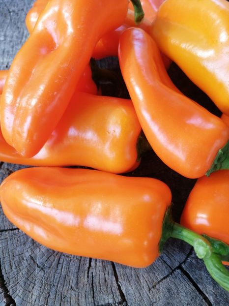  - SEMINTE ARDEI - A 61 - SNACK ADELIN