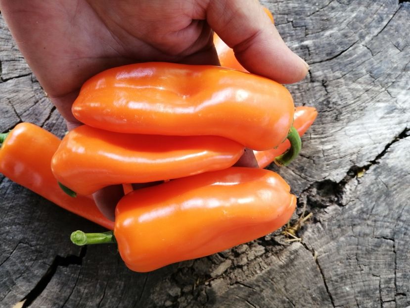  - SEMINTE ARDEI - A 61 - SNACK ADELIN