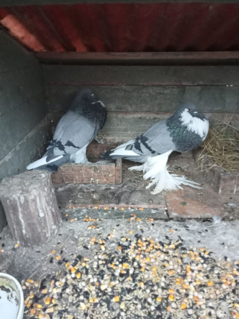  - Gusat de Pomerania