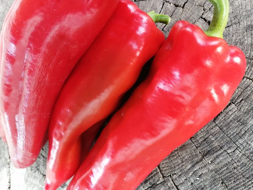  - SEMINTE ARDEI - A 53 CORNO DI TORRO ROSSO