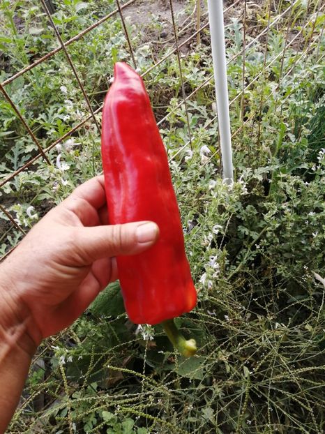  - SEMINTE ARDEI - A 53 CORNO DI TORRO ROSSO