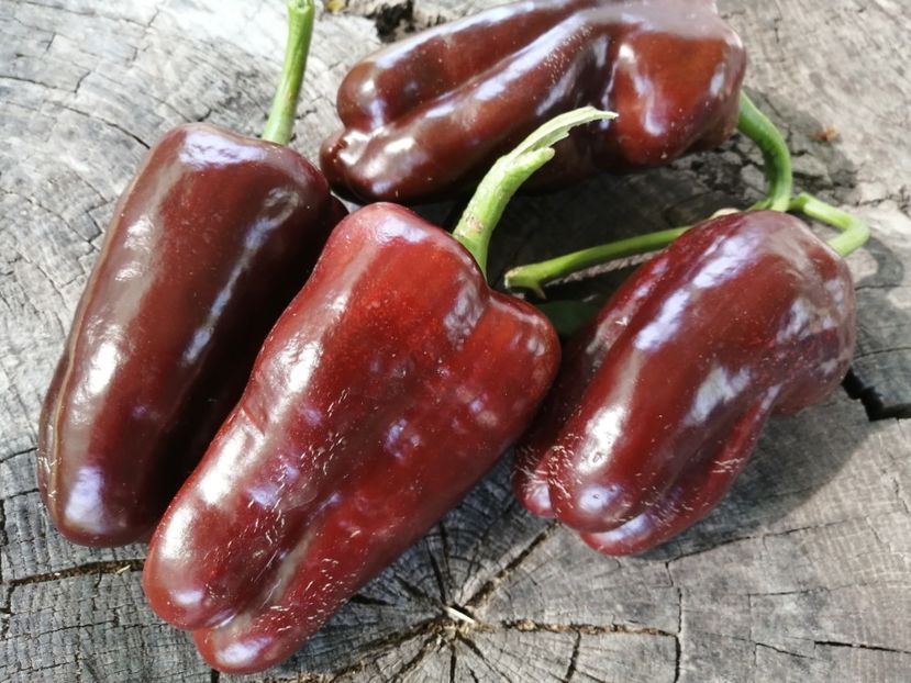  - SEMINTE ARDEI - A 10 MARON SWEET CHOCOLATE