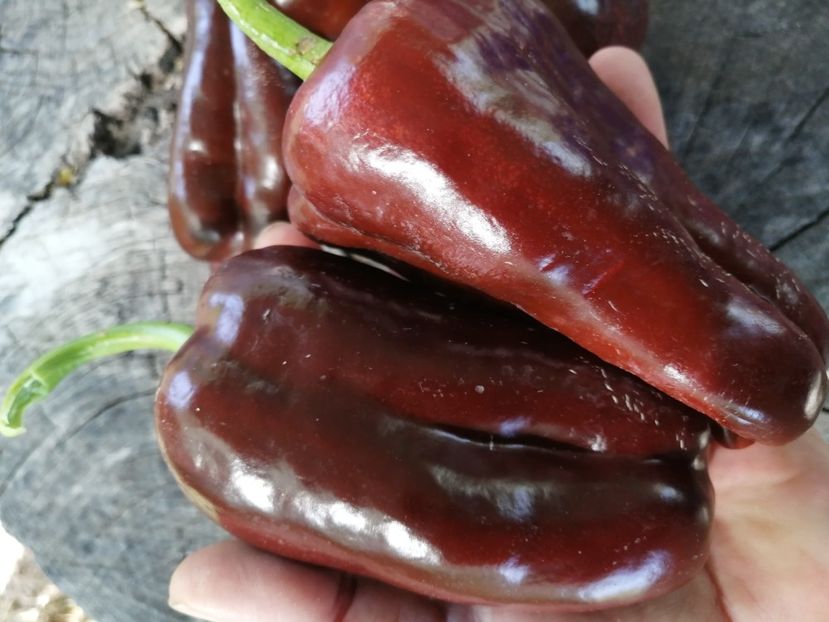  - SEMINTE ARDEI - A 10 MARON SWEET CHOCOLATE