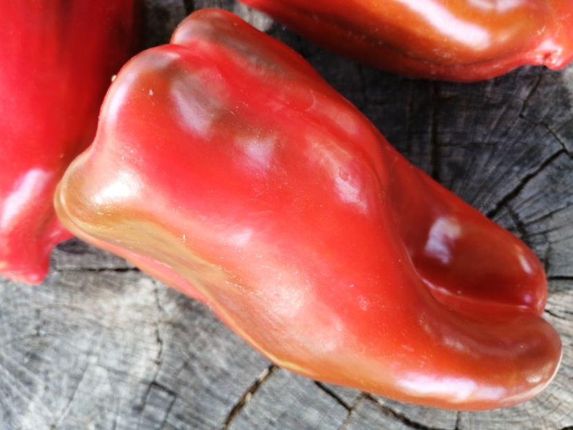  - SEMINTE ARDEI - A 64 CYBORG