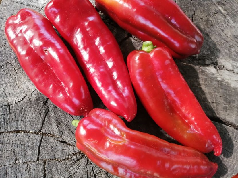  - SEMINTE ARDEI - A 58 LUNG ALEXANDRU