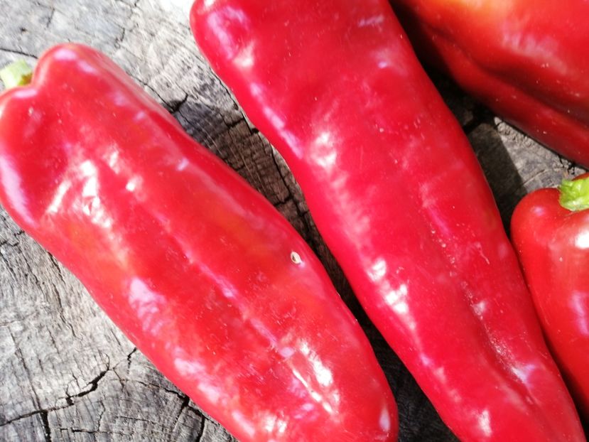  - SEMINTE ARDEI - A 58 LUNG ALEXANDRU