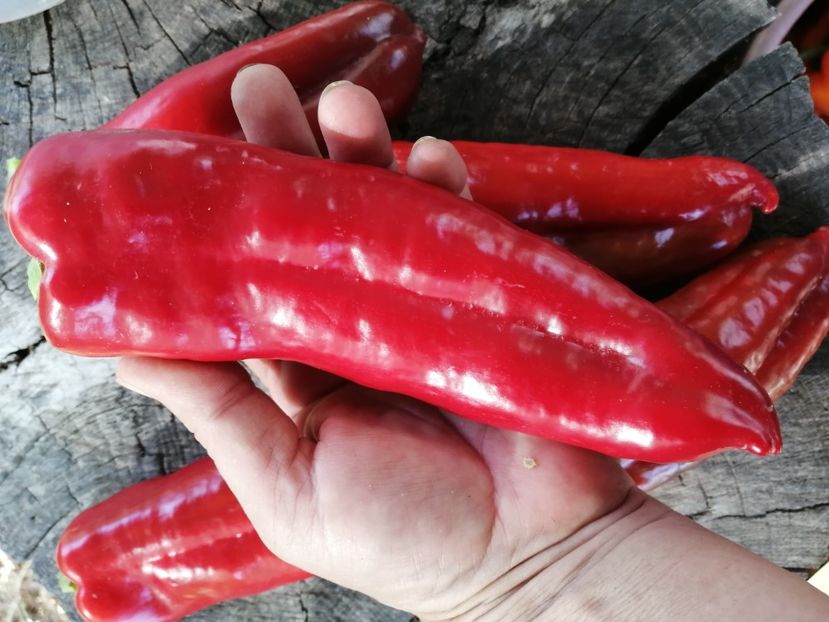  - SEMINTE ARDEI - A 58 LUNG ALEXANDRU