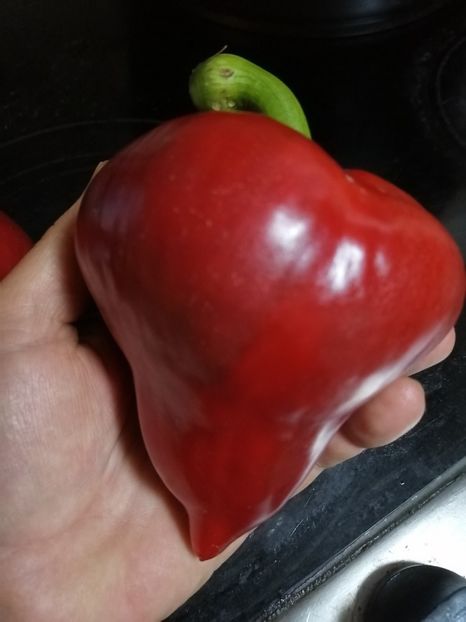  - SEMINTE ARDEI - A 45 LESJA