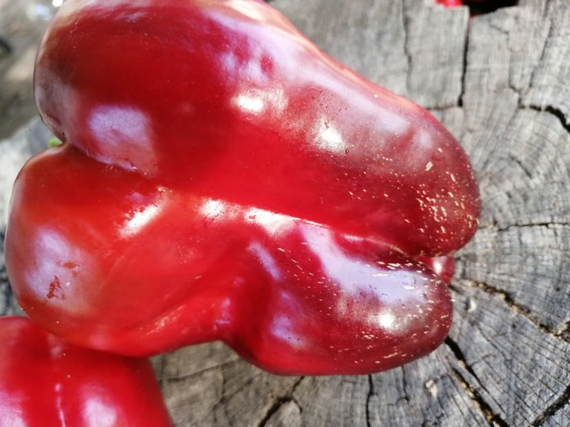  - SEMINTE ARDEI - A 42 CHORNYY KON