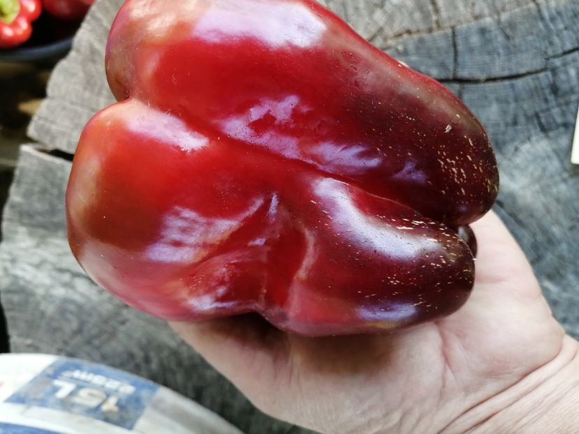  - SEMINTE ARDEI - A 42 CHORNYY KON