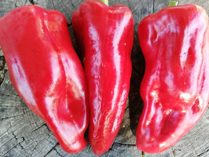  - SEMINTE ARDEI - A 68 BEL-GOY