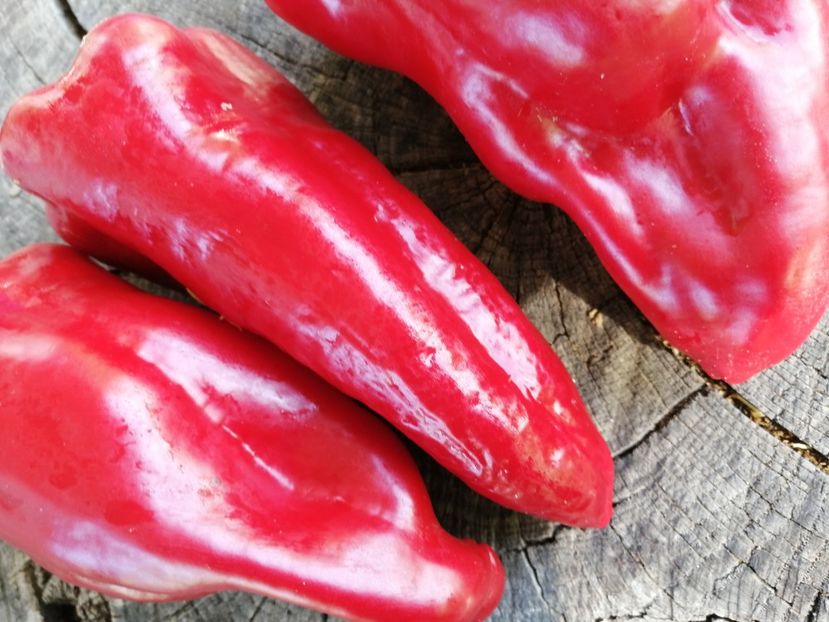  - SEMINTE ARDEI - A 68 BEL-GOY