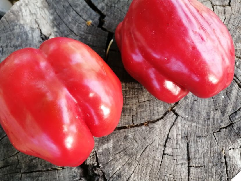  - SEMINTE ARDEI - A 66 BULL NOSE