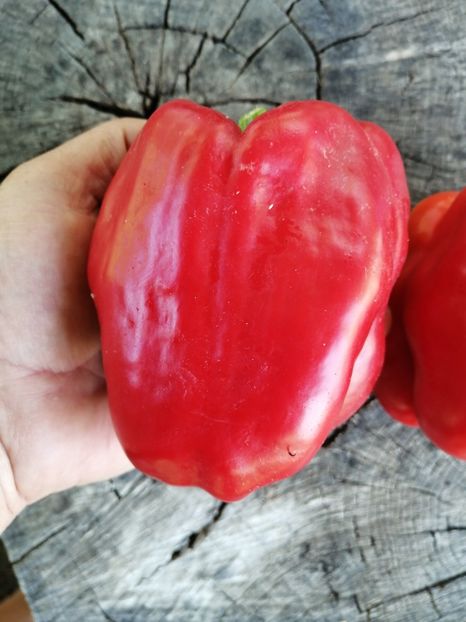  - SEMINTE ARDEI - A 66 BULL NOSE