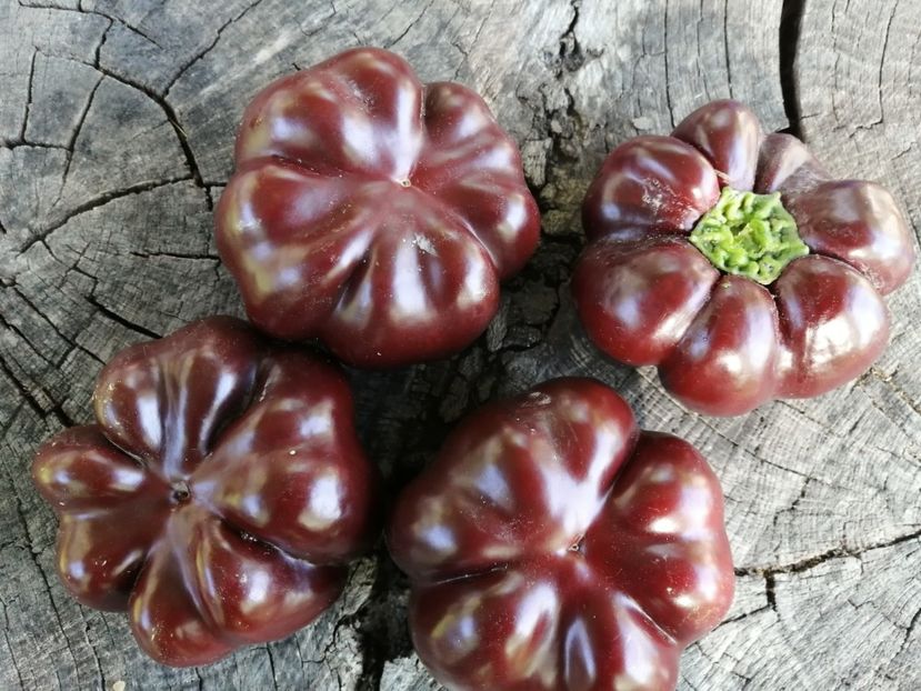  - SEMINTE ARDEI - A 83 TOMATEN PAPRIKA CHOCOLATE