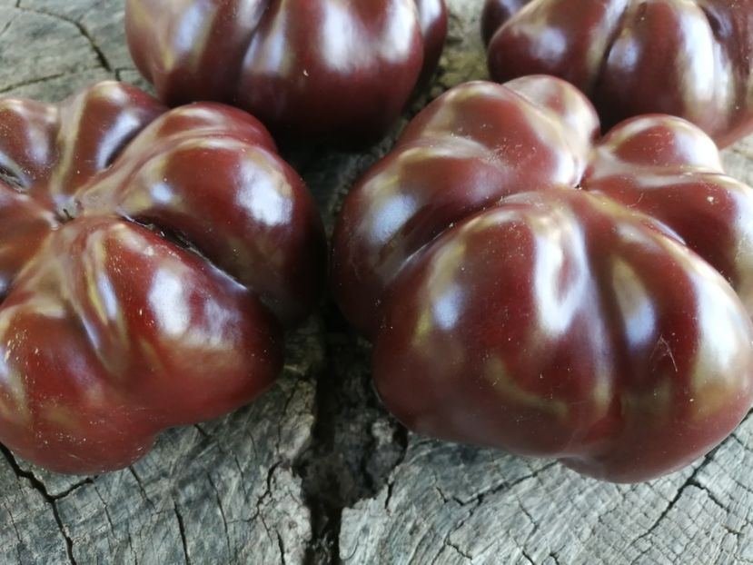  - SEMINTE ARDEI - A 83 TOMATEN PAPRIKA CHOCOLATE