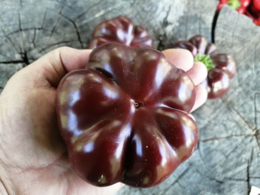  - SEMINTE ARDEI - A 83 TOMATEN PAPRIKA CHOCOLATE