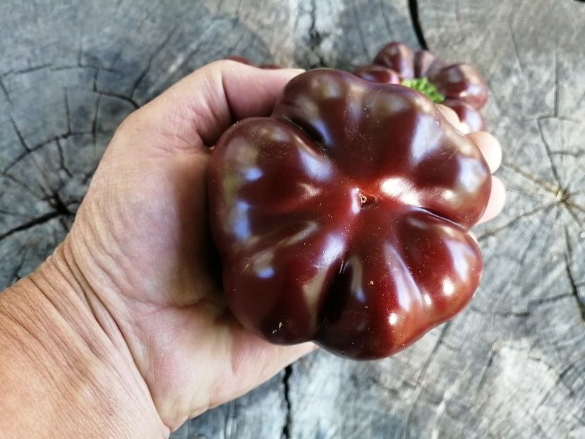  - SEMINTE ARDEI - A 83 TOMATEN PAPRIKA CHOCOLATE