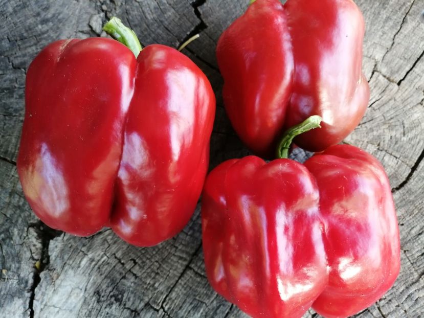  - SEMINTE ARDEI - A 54 QUADRATO D ASTI ROSSO