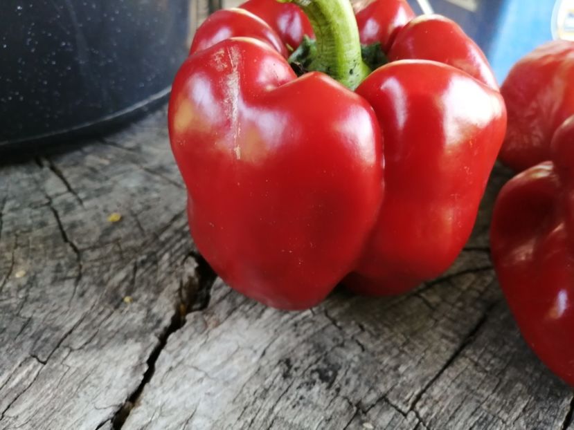  - SEMINTE ARDEI - A 54 QUADRATO D ASTI ROSSO