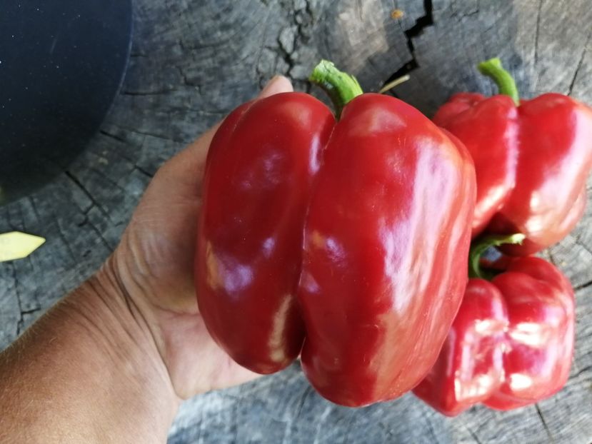  - SEMINTE ARDEI - A 54 QUADRATO D ASTI ROSSO