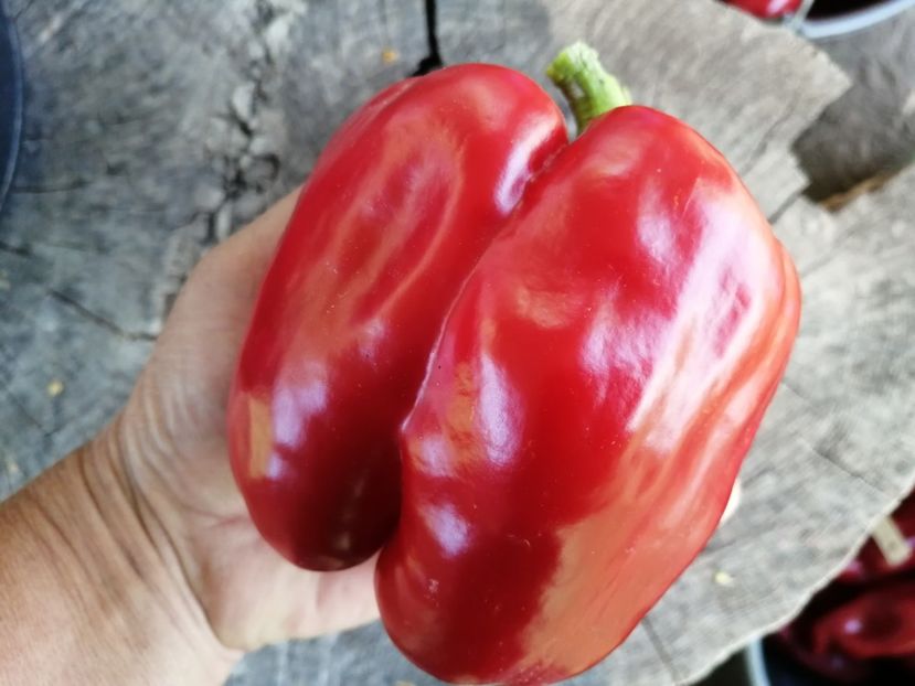  - SEMINTE ARDEI - A 54 QUADRATO D ASTI ROSSO