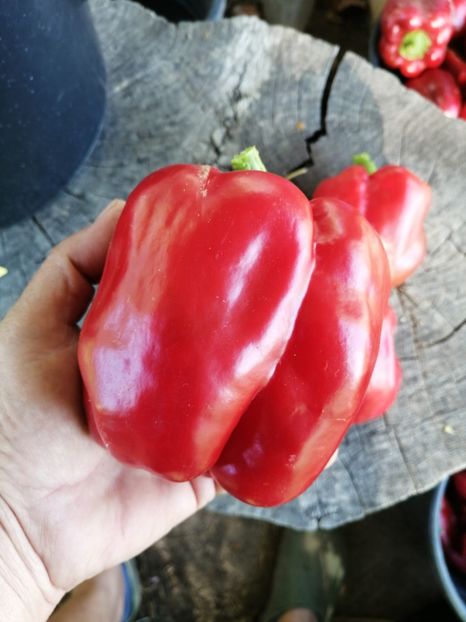  - SEMINTE ARDEI - A 54 QUADRATO D ASTI ROSSO