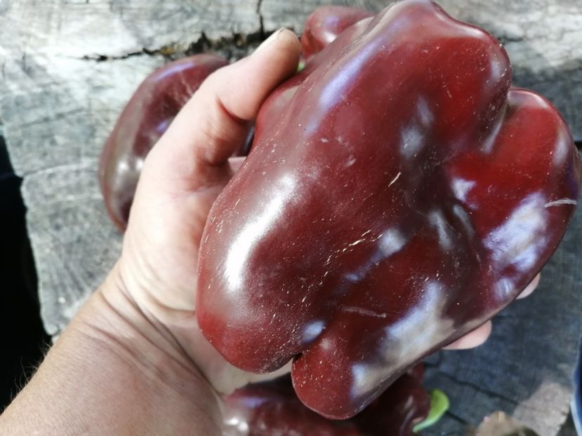  - SEMINTE ARDEI - A 73 CHOCOLATE EMERALD GIANT